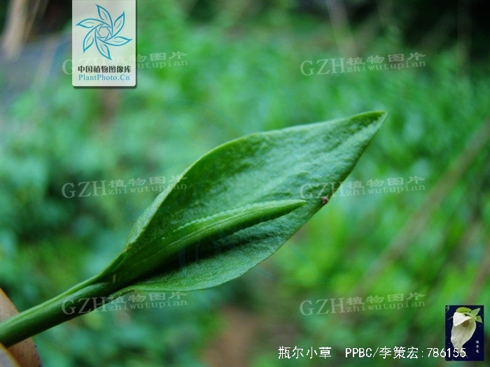  p>一叶草(ophioglossum)又名 a href="#" data-lemmaid="889514">独