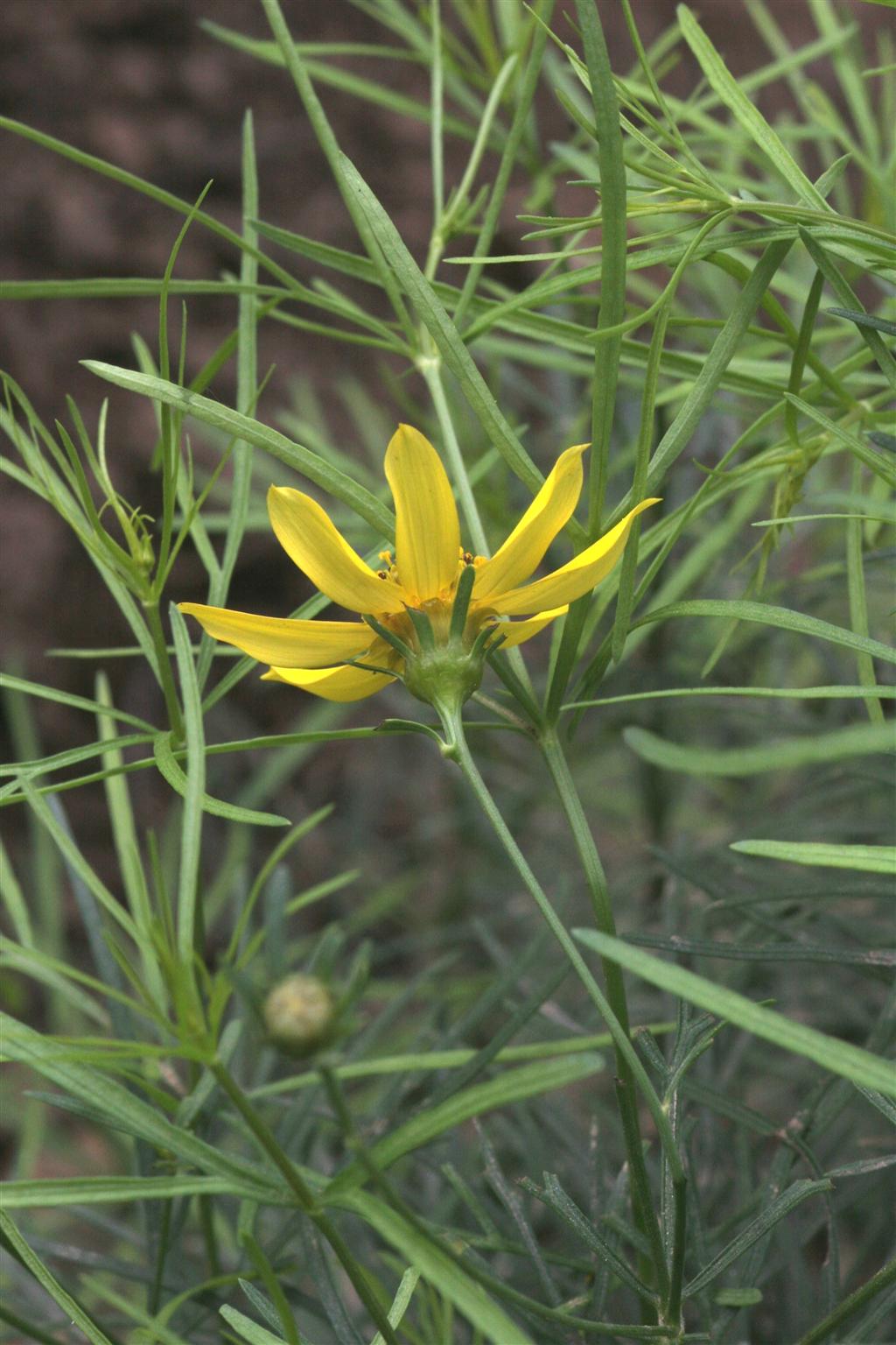  p> b>钟花垂头菊 /b>(学名: i>cremanthodium campanulatum /i>)为