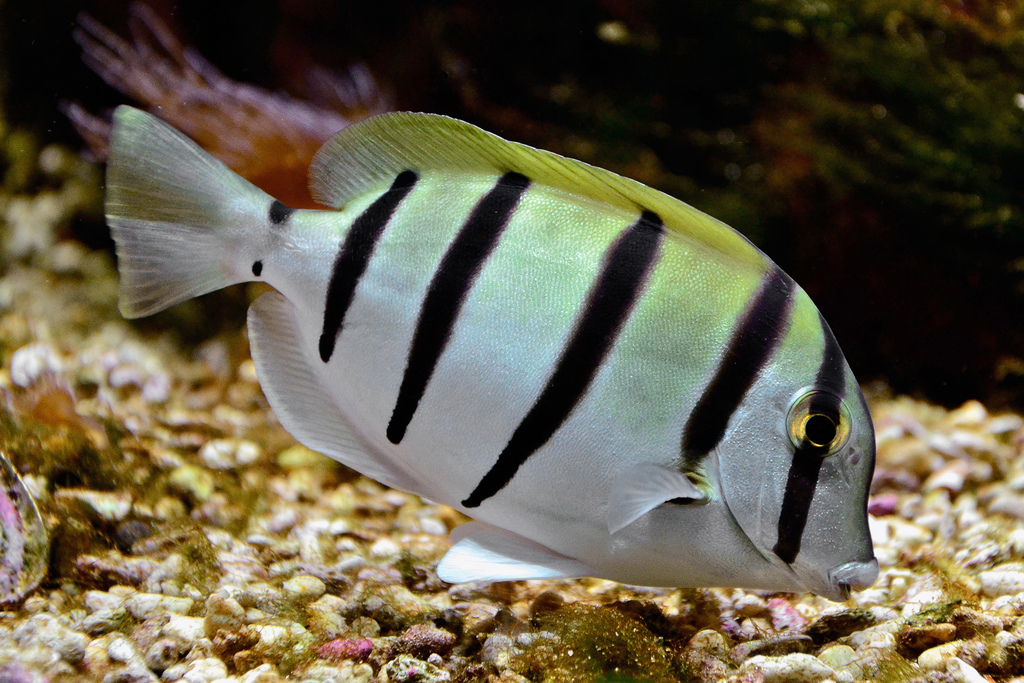  p>横带刺尾鱼(学名: i>acanthurus triostegus /i>(linnaeus,1758), 