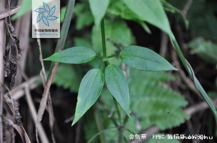  p>金剑草(学名:rubia alata wall)是草质攀援藤本.