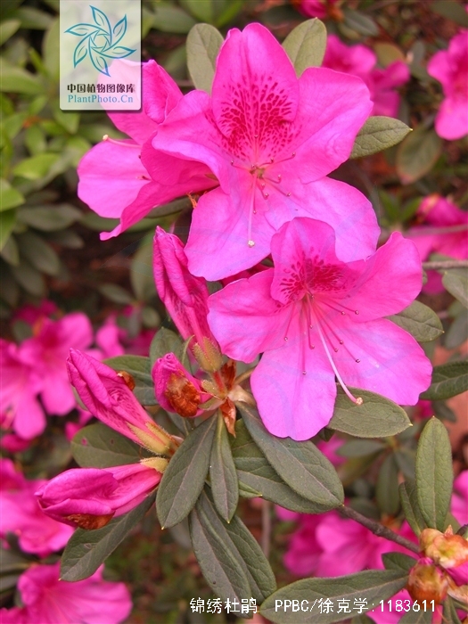 pulchrum sweet),属 a href="#" data-lemmaid="6744365">杜鹃花目 /a