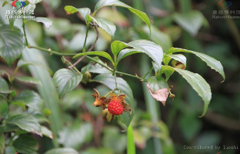  p>白花悬钩子(拉丁学名: b>rubus /b>  b>leucanthus /b> hance)是