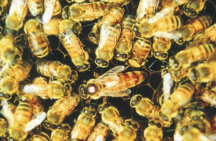 归属 a target="_blank" href="/item/浙江浆蜂/10936839" data-lemma