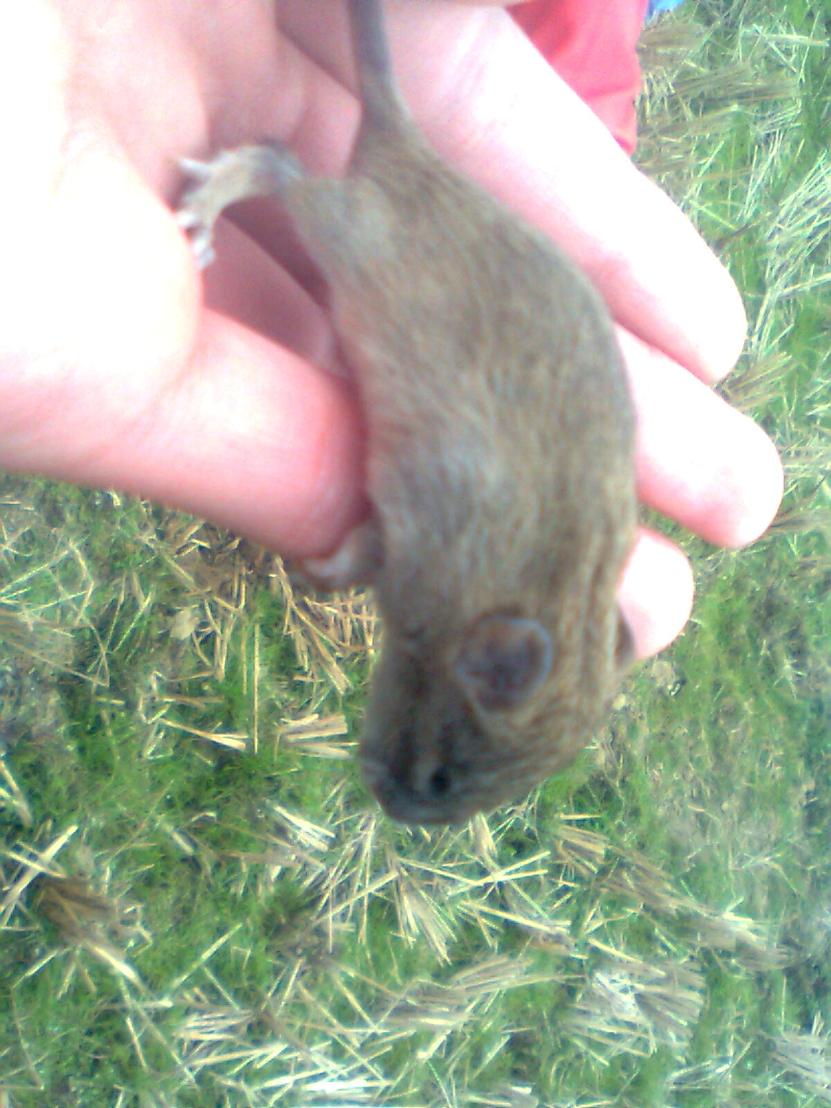  p>布氏田鼠(学名: i>lasiopodomys brandtii /i>),别称 a href="#"