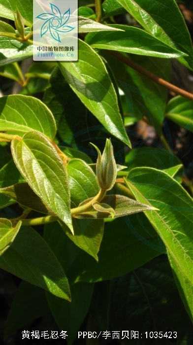  p>黄褐毛忍冬(学名: i>lonicera fulvotomentosa /i> hsu et s. c.