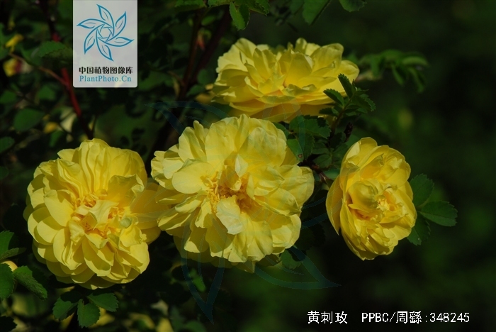  p>黄刺玫,拉丁学名: rosa xanthina lindl,落叶灌木.
