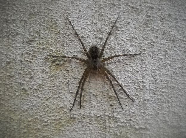  p>细腿豹蛛(学名:pardosa sp.