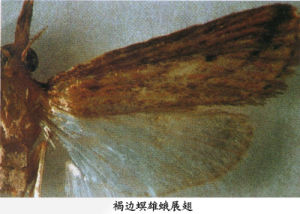 ">鳞翅目 /a>, a target="_blank" href="/item/螟蛾科/6244151" data