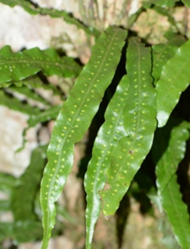  p>毛鳞蕨( a href="#" data-lemmaid="8074290">学名 /a>:tricho