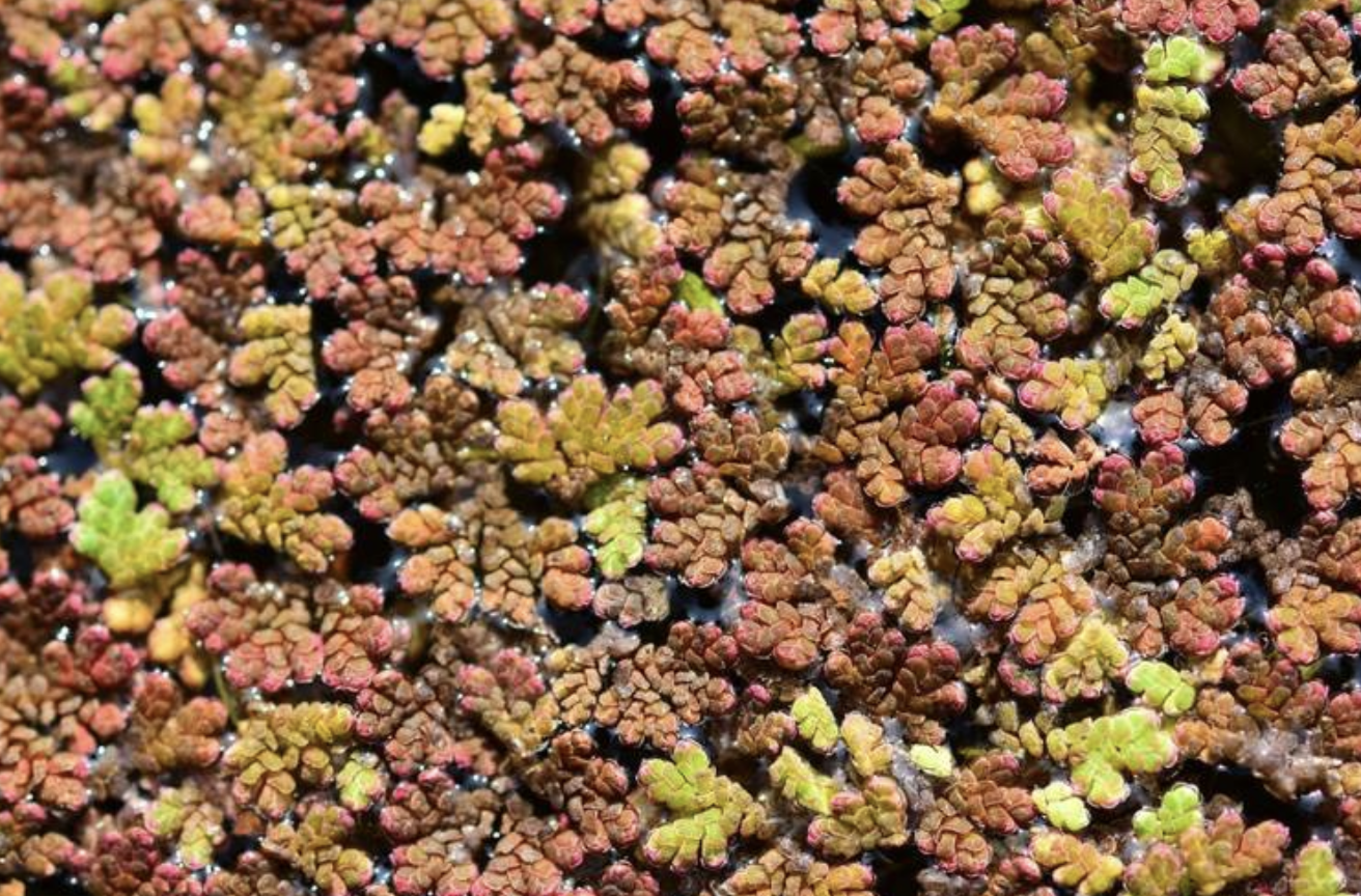 是满江红科,满江红属植物.