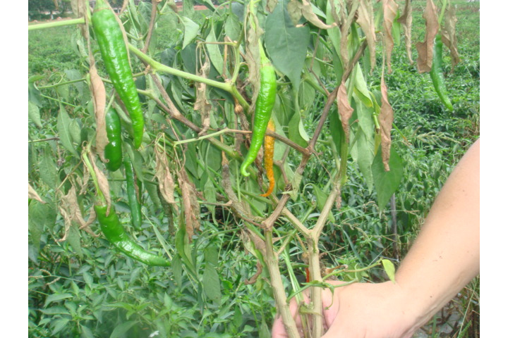  p>辣椒疫病俗称黑杆,是由辣椒疫霉菌侵染所引起的,发生在辣椒上的