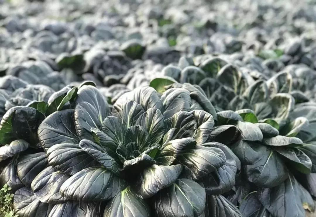  p>如皋黑塌菜,江苏省 a target="_blank" href="/item/如皋市