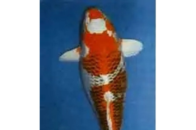  p>白写锦鲤的特点是头顶有黑色和白 a target="_blank" href="/item