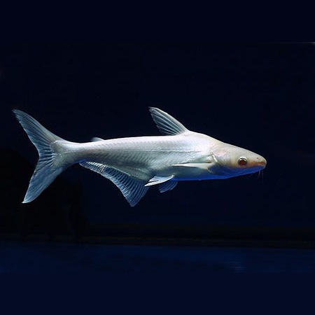 鲨鱼淡水