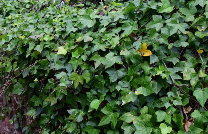 银边常春藤(洋常春藤)