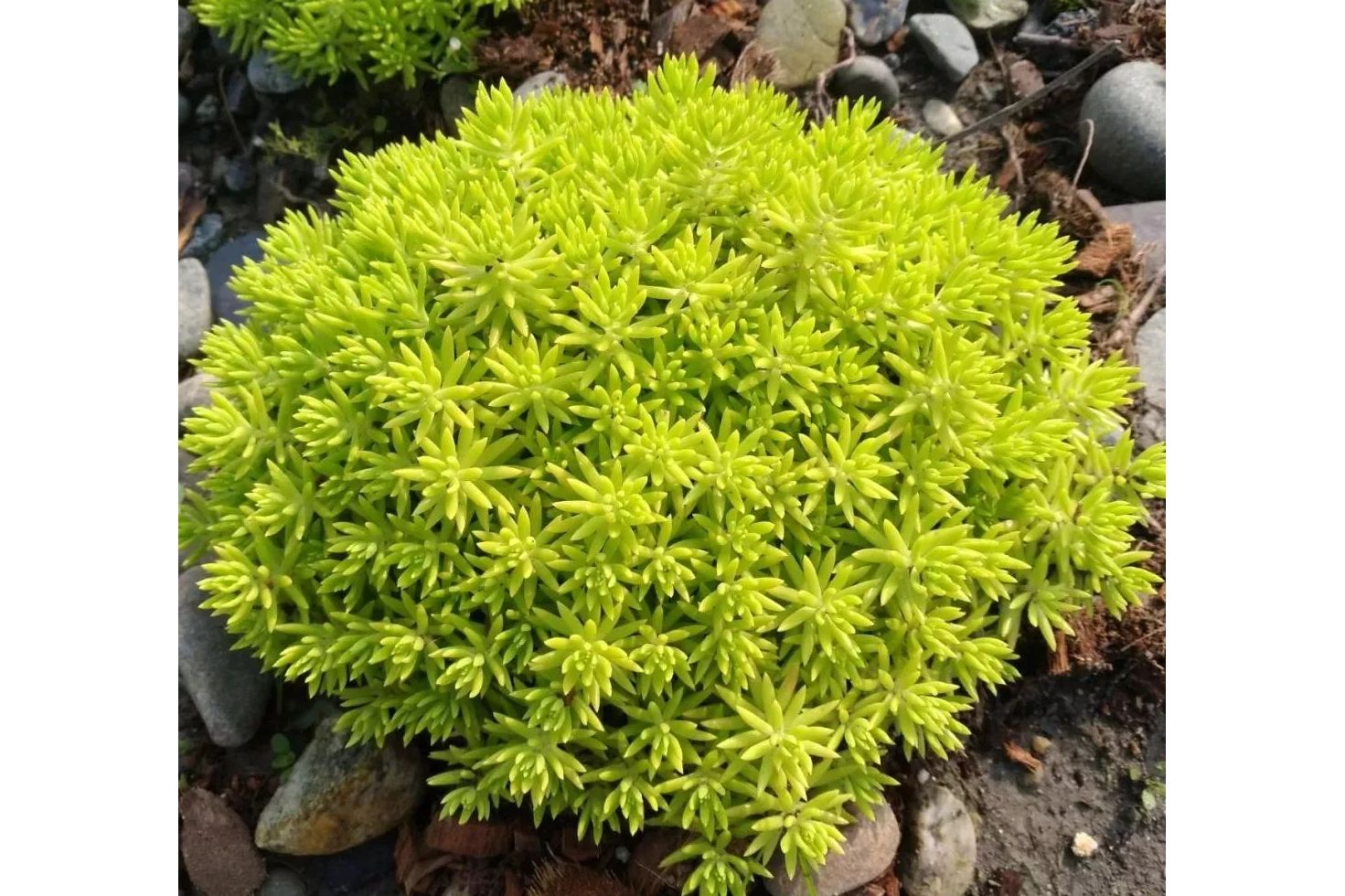 佛甲草有毒吗(佛甲草有毒吗,能在家里养吗) - 123植物网