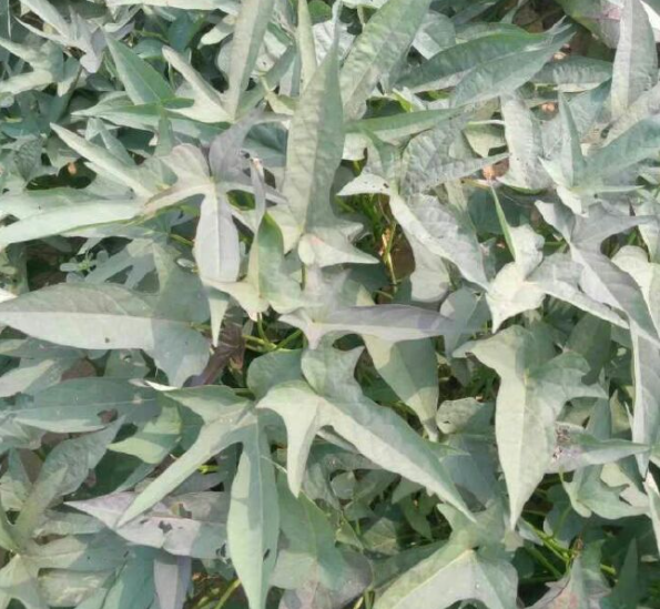 以广薯87,岩薯5号,济薯26,烟薯25,龙薯9号,郑薯20这6个品种为父本小