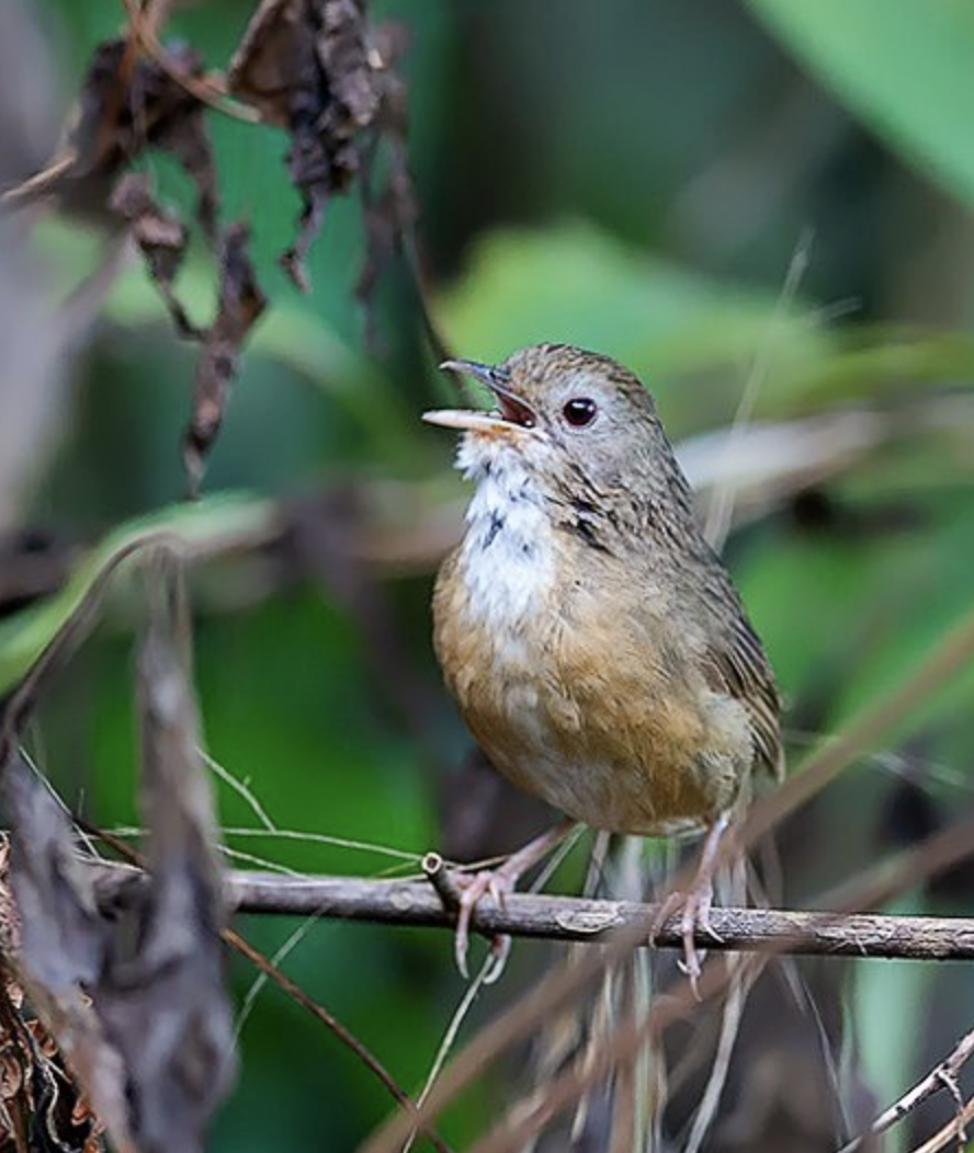  p>白腹幽鹛(学名: i>pellorneum albiventre /i>)是画眉科,幽鹛属型