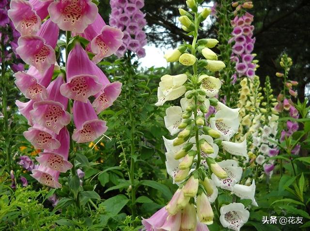 北方四季时令花卉汇总 春夏秋冬皆有花养 百科ta说
