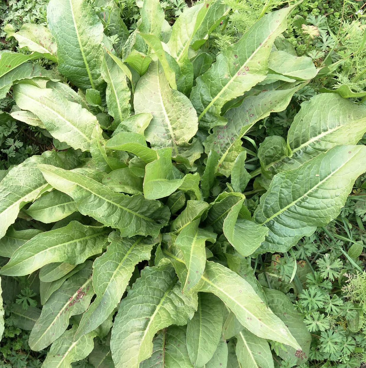 这种植物，人称“金不换”，价值极高，你一定要认识它_百科TA说