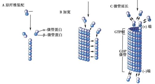 微管（具有极性的细胞骨架）_百度百科