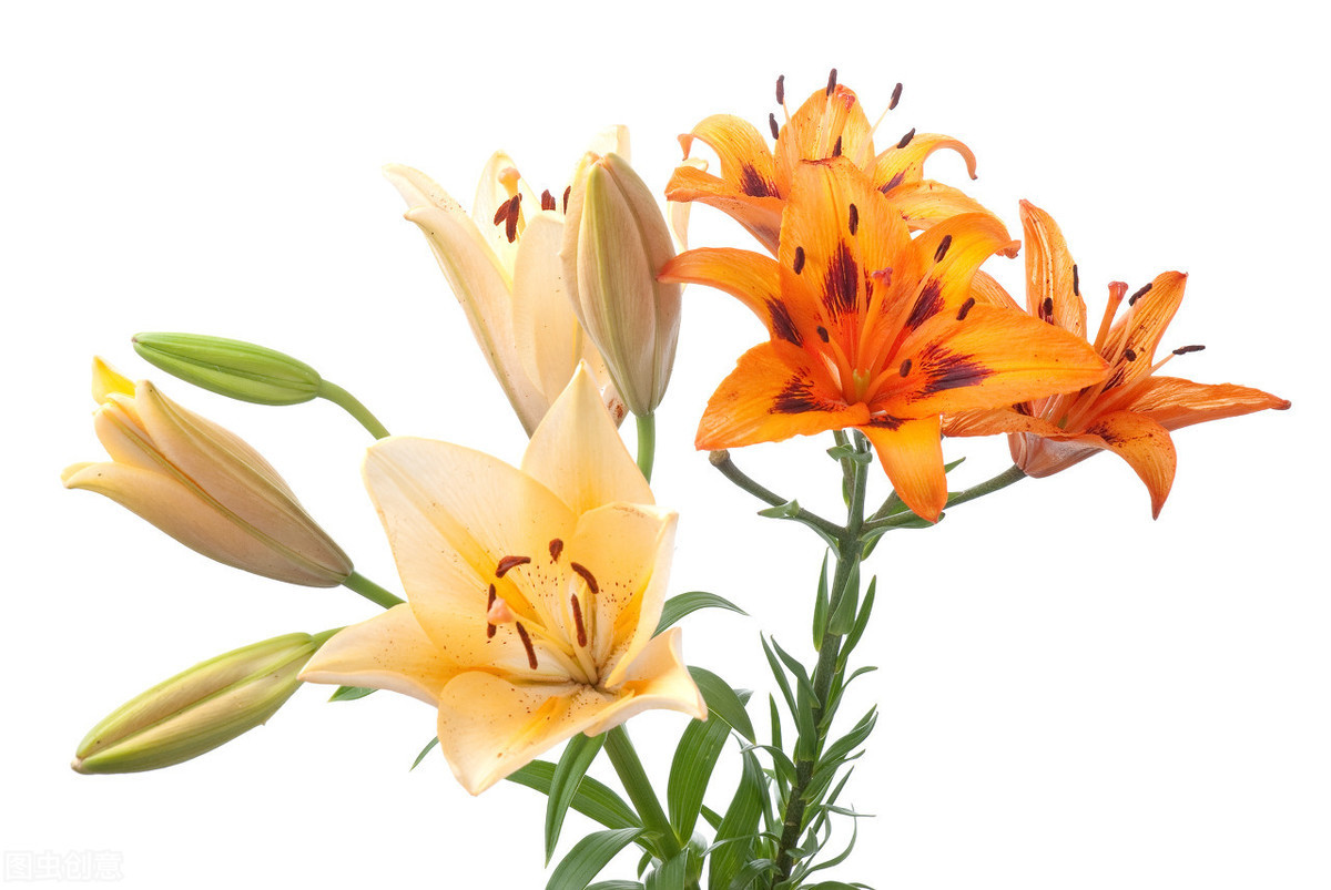 百合花为什么要摘掉花蕊 百科ta说