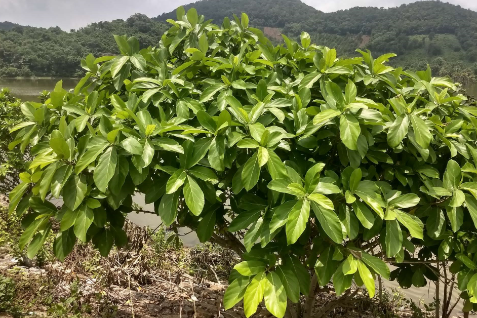 对叶榕：以榕为名，以药为用_百科TA说