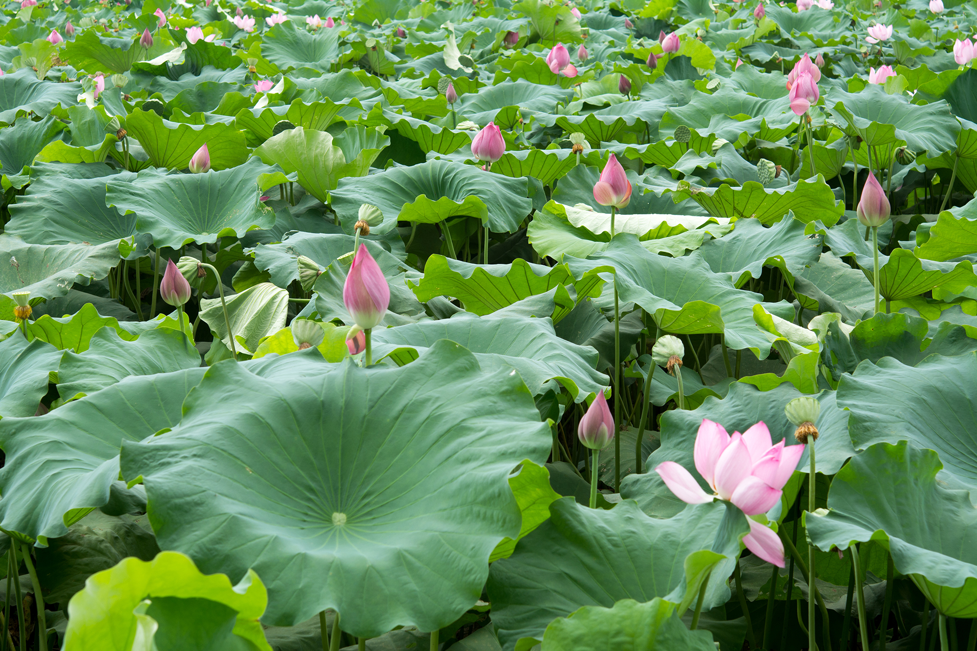  p> a target="_blank" href="/item/白莲镇/5754047" data-lemmaid="