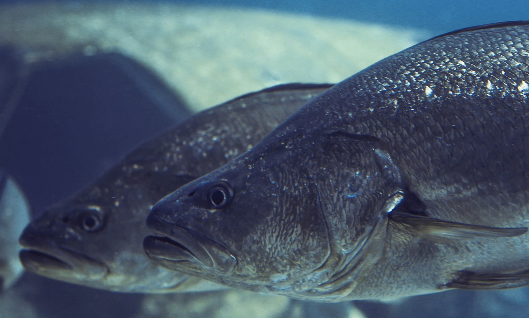 日本黄姑鱼属石首鱼科大型种类,个体最大记录为体长1.