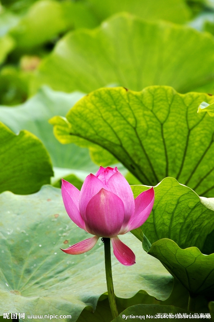 诸佛如来同一法身 百科ta说