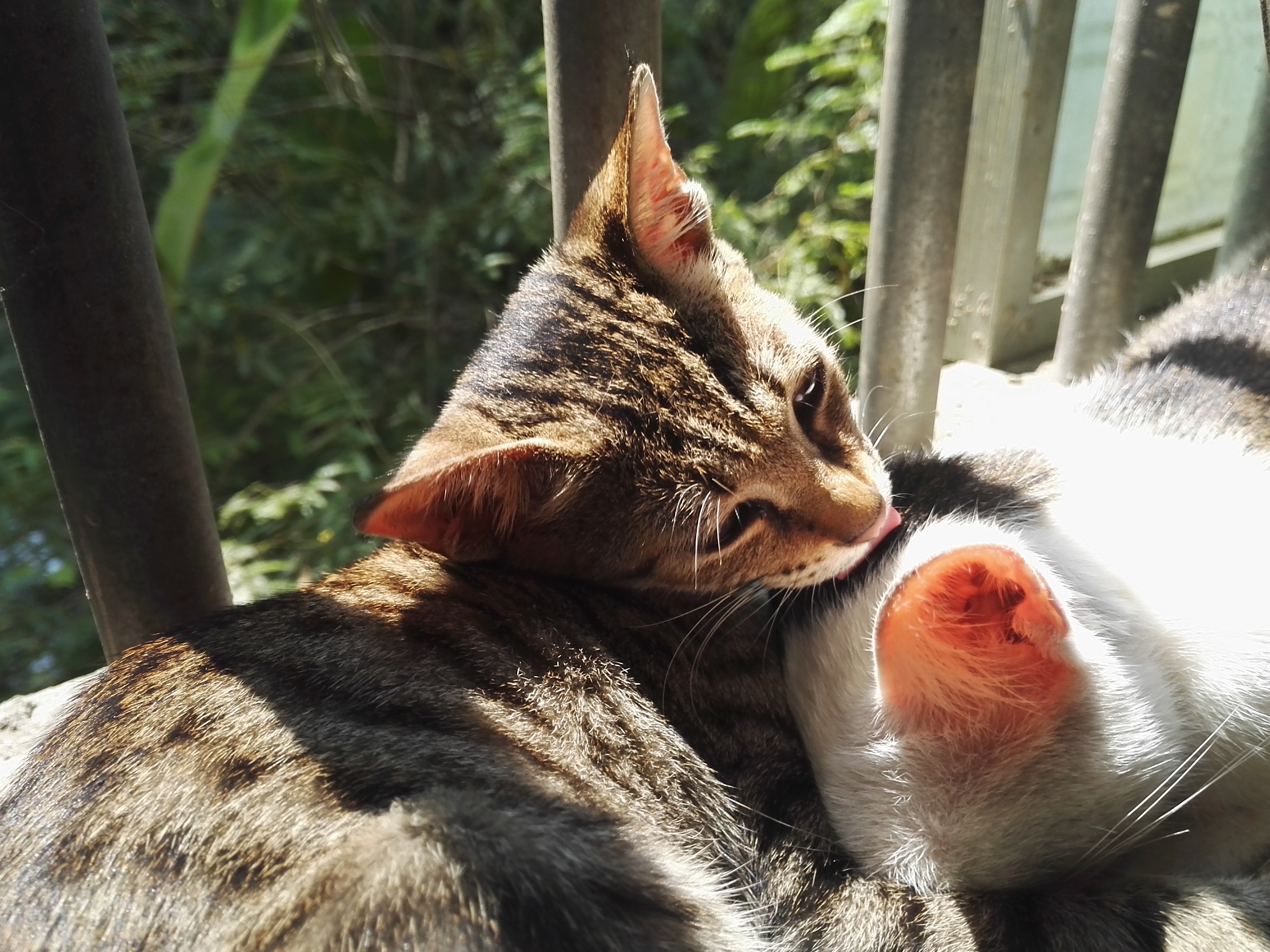  p>家猫(学名: i>felis catus /i>)俗称猫咪