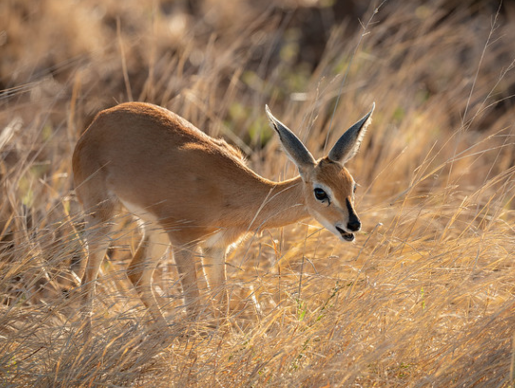 raphicerus campestris