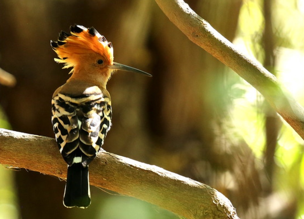 p>马岛戴胜(学名: i>upupa marginata /i>):是戴胜科,戴胜属的 a