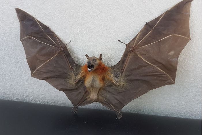 短吻果蝠