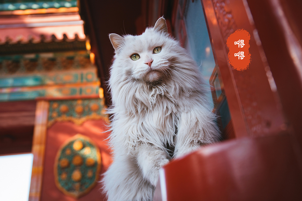 故宫猫