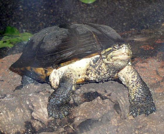  p>安南龟(学名: i>mauremys annamensis /i>)是地龟科,拟水龟属爬行