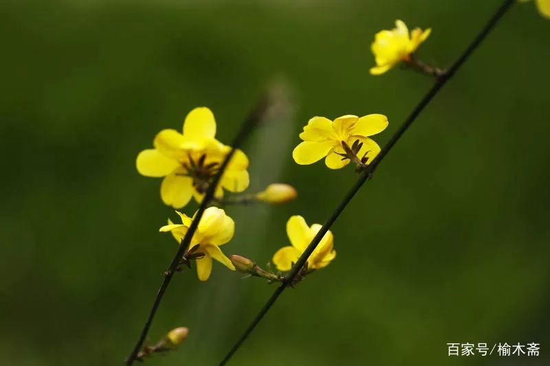 迎春花：金英翠萼带春寒，黄色花中有几般_百科TA说
