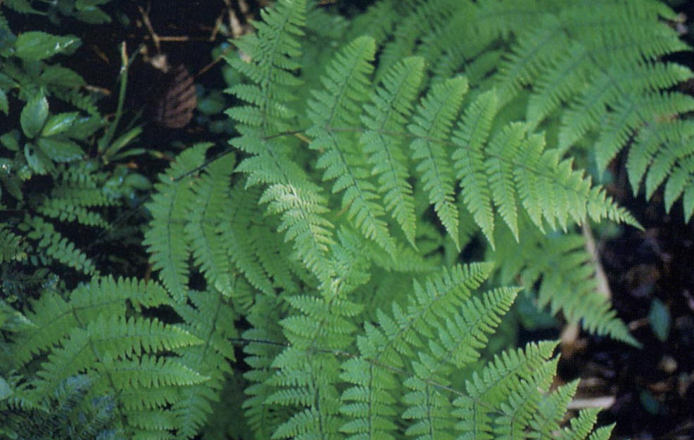 ching)是蹄盖蕨科 a href="#">假冷蕨属 /a>植物,多年生草本植物.