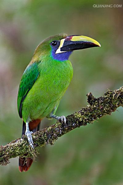  p>绿巨嘴鸟(emerald toucanet), a href="#" data-lemmaid="1194548"