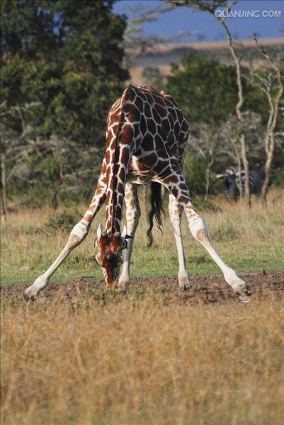  p>网纹长颈鹿(学名: i>giraffa camelopardalis reticulata) /i>又称