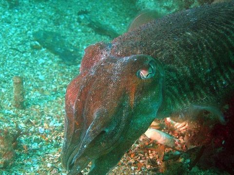 针乌贼, a href="#" data-lemmaid="563285">软体动物门 /a> a href="