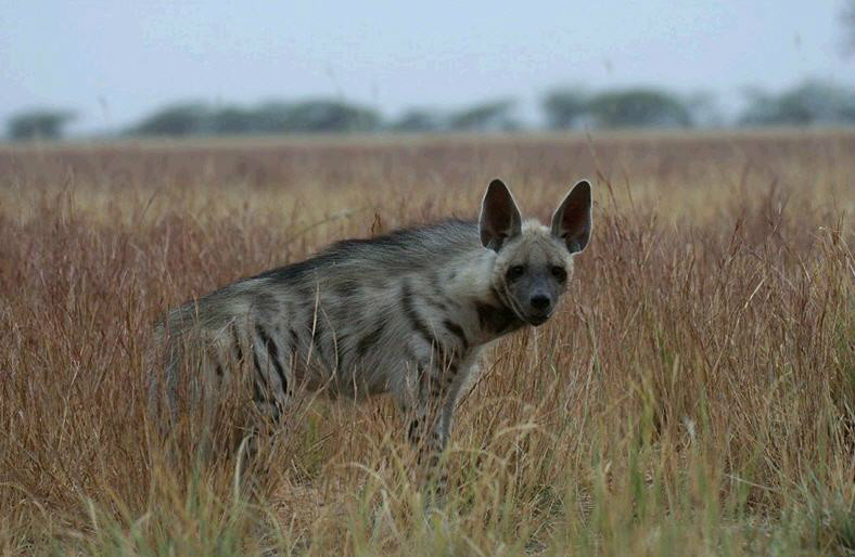  p data-id="gn3el6ka41">鬣狗属共有2种,即鬣狗(缟鬣狗,条纹鬣狗)