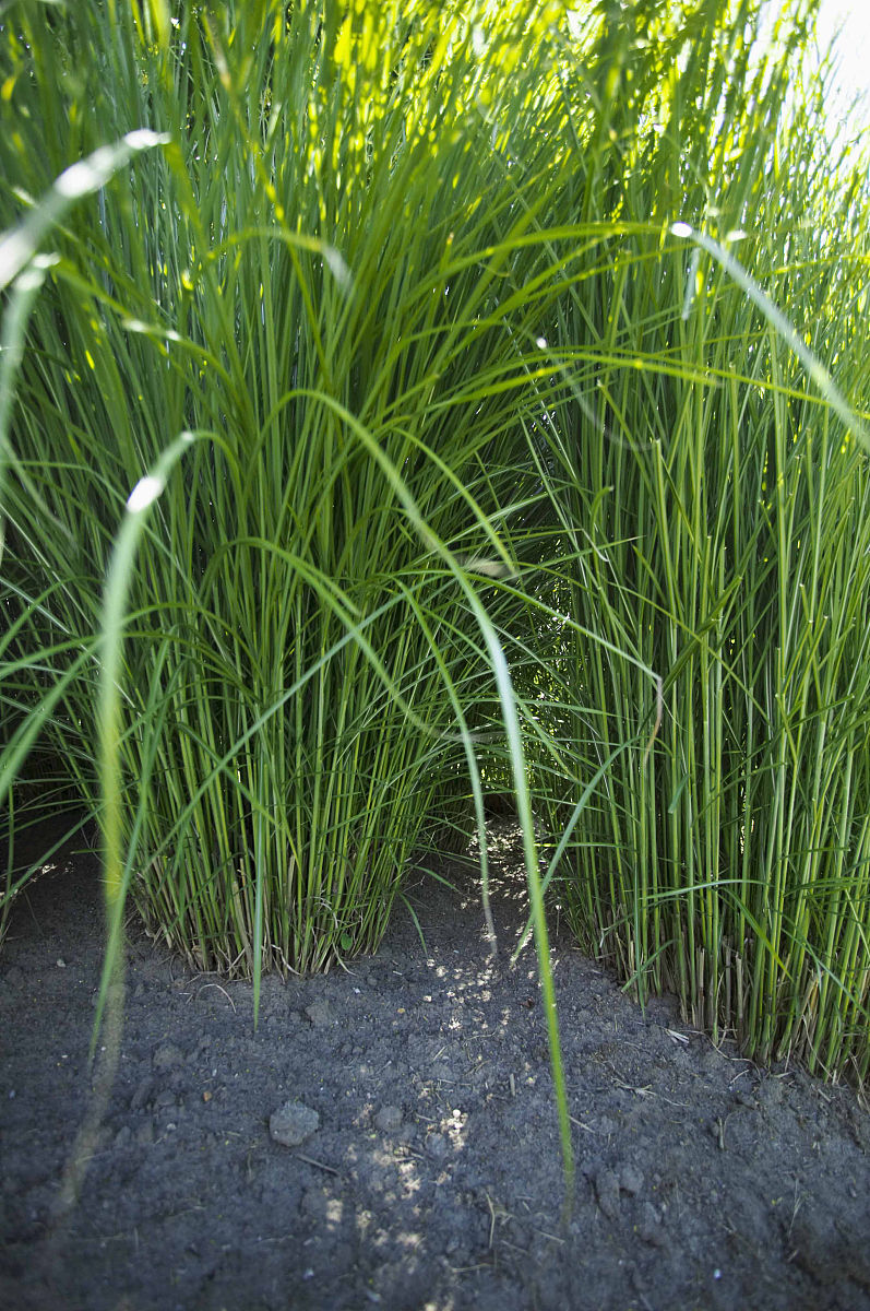  p> b> a href="#" data-lemmaid="10320818">芒草 /a> /b>(学名