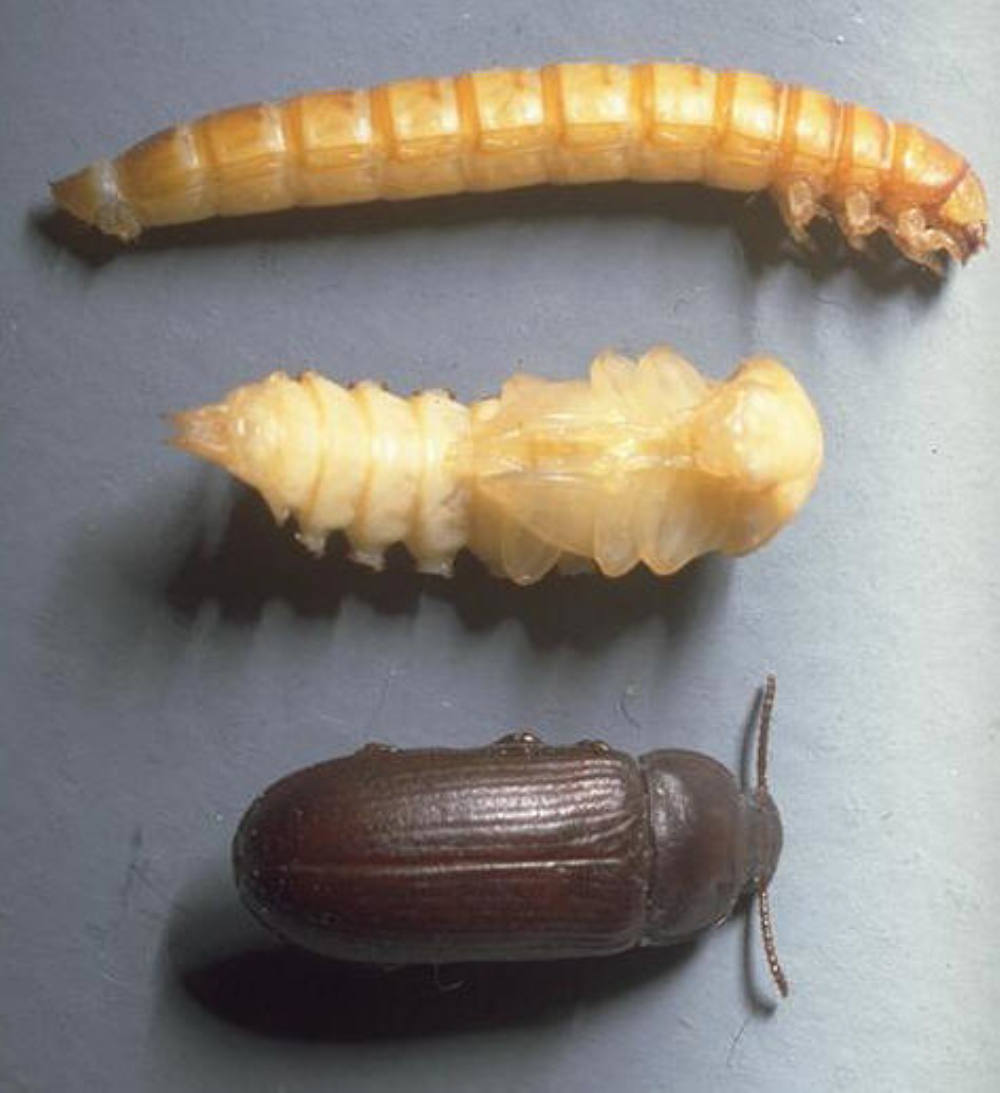  p>拟步甲科是属昆虫纲鞘翅目中的一科,世界性分布,以沙漠干旱地区多