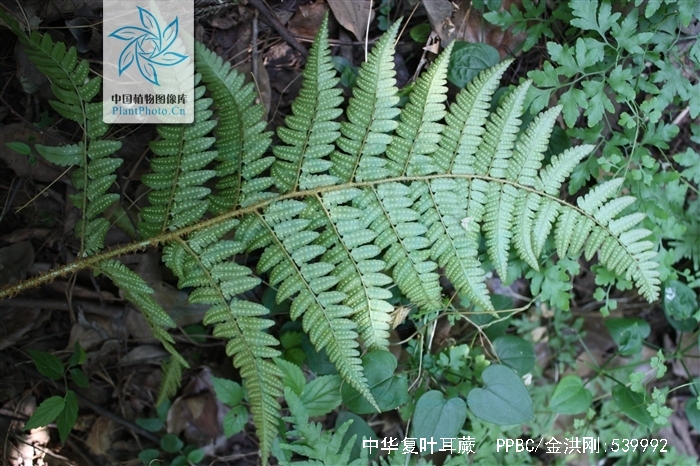  p>中华复叶耳蕨(学名: i>arachniodes chinensis /i> (rosenst.
