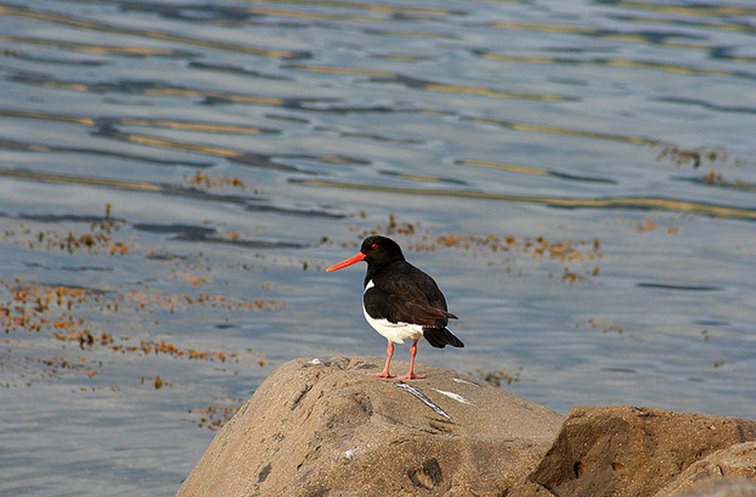 (拉丁名: i>haematopus ostralegus /i>)是中型涉禽,体羽以纯黑色或黑