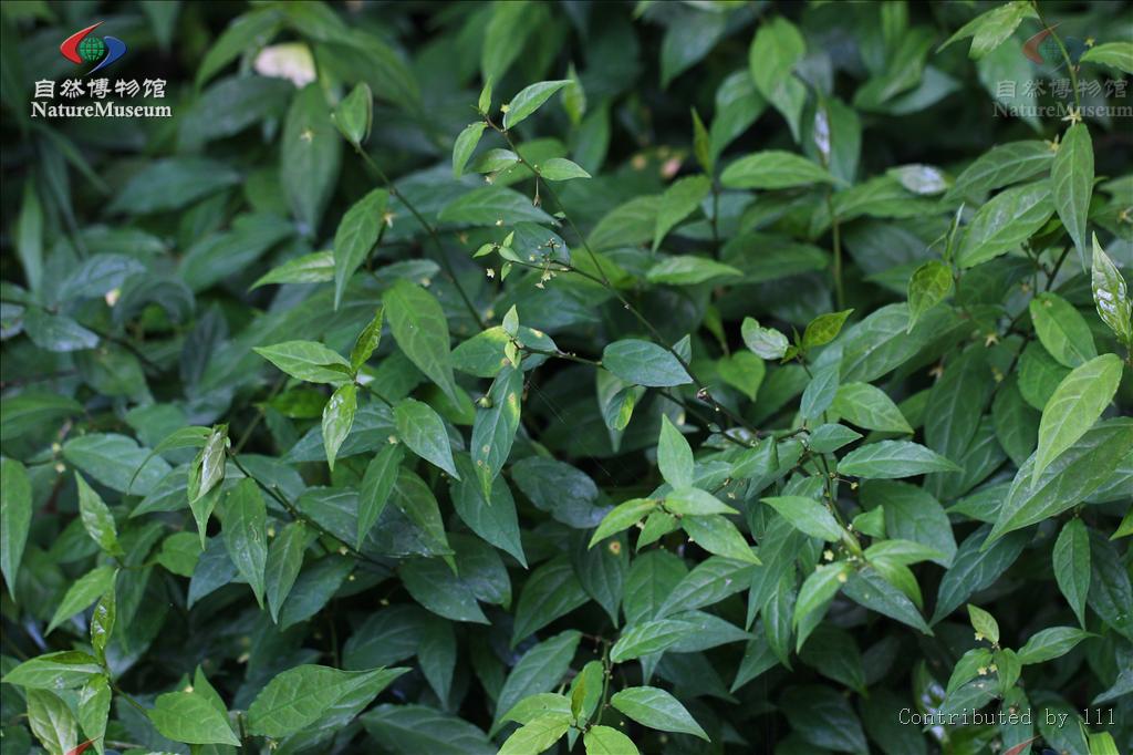  p>大戟科是 a target="_blank" href="/item/被子植物门/229000"