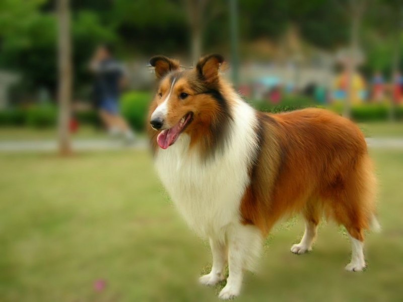  p>喜乐蒂牧羊犬也称谢德兰牧羊犬,是一种 a href="#" data-lemmaid="