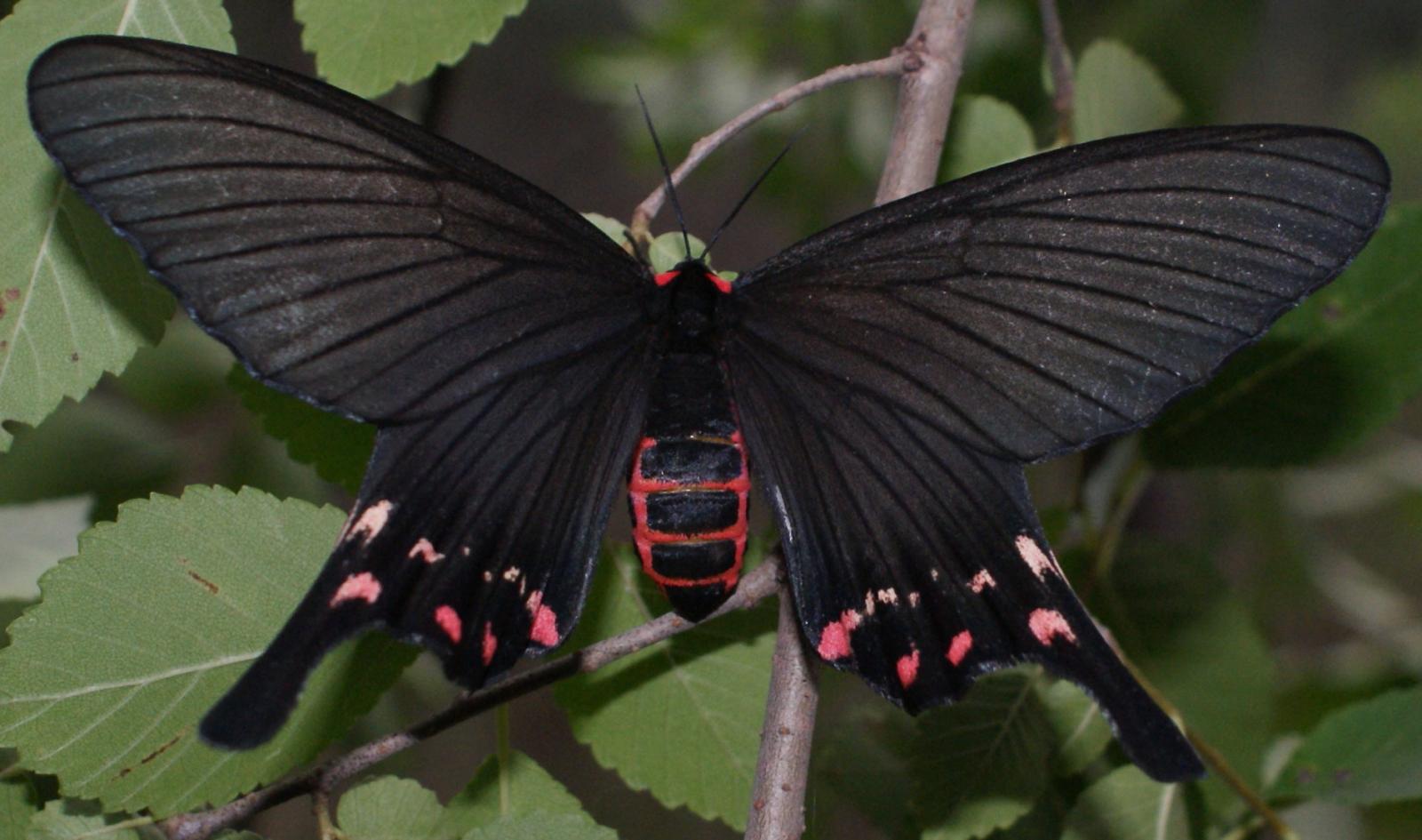  p>昆虫名,为鳞翅目, a href="#" data-lemmaid="248023">凤蛾科 /a>.