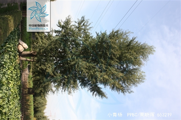  p>小青杨,中药名.